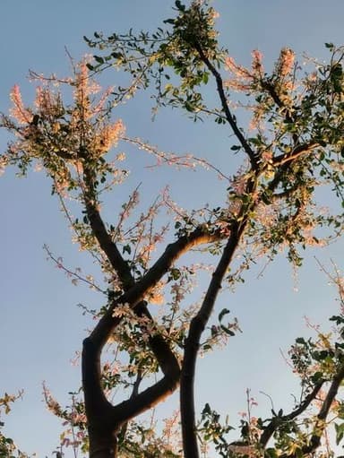 มะขามเทศด่าง สีชมพูพาสเทล... สวยละมุนตลอดปี