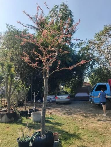 มะขามเทศด่าง หน้า 4 นิ้ว สูง 4 เมตร ด่างตลอดปี