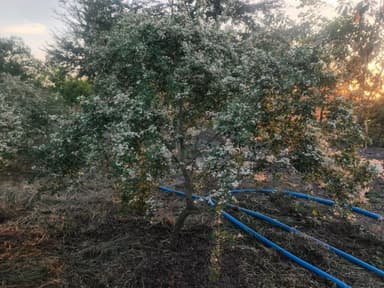 มะขามเทศด่าง ฟอร์มไซส์มินิ สีด่างแบบนี้ ตลอดปี