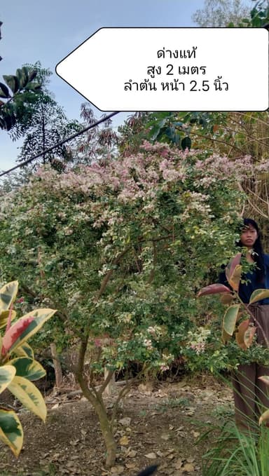 มะขามเทศด่าง 🌳 ผกากรอง สุพรรณบุรี