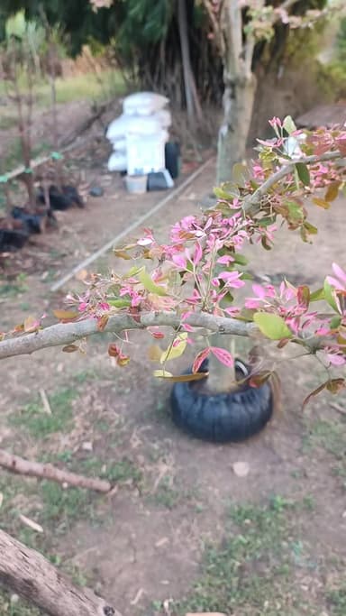 มะขามเทศด่างสีชมพู