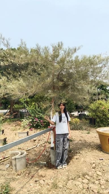 สนเกรวิเลีย เหลืองเลื้อย สูง 3 เมตร