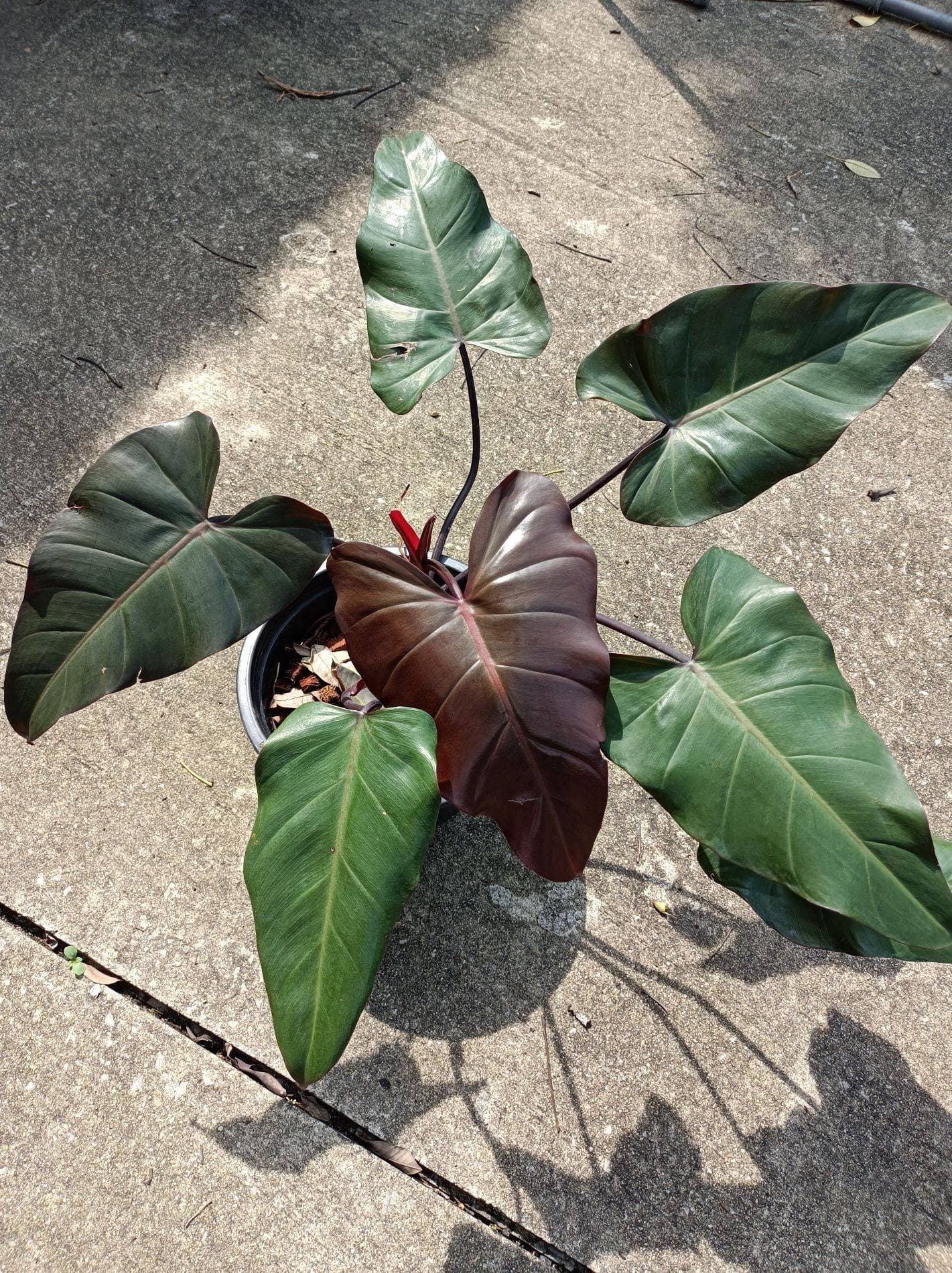 Leather&Plant by hapibagu