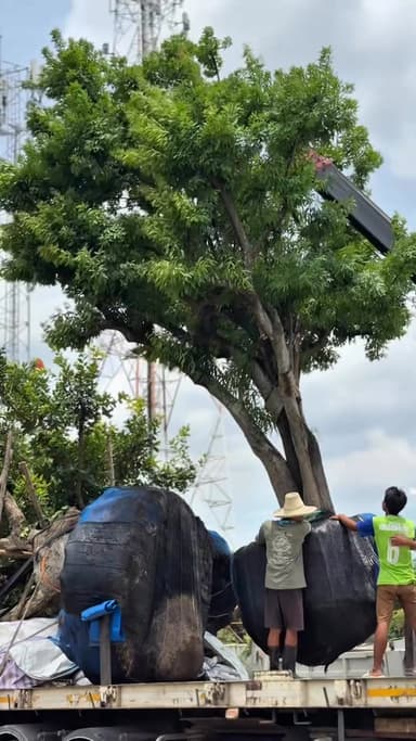 ต้นแจง - ไม้พื้นถิ่นไทยที่ให้ร่มเงา 🌳
