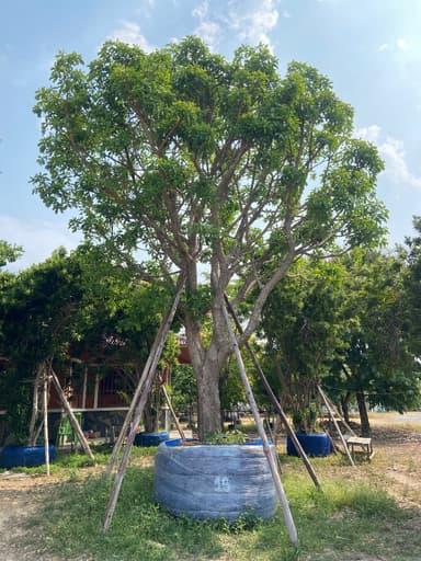 ต้นจิกน้ำ ขนาด 15 นิ้ว