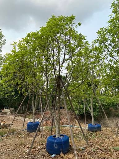 ต้นจำปี ขนาด 5-6 นิ้ว 🌼