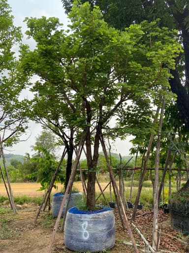 ต้นเสี้ยว ขนาด 8 นิ้ว