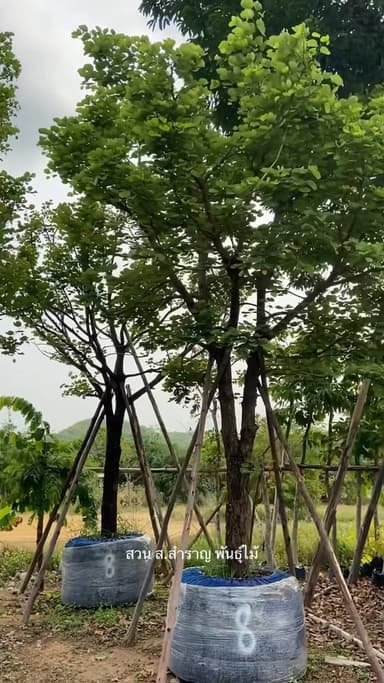 ต้นเสี้ยว ขนาด 8 นิ้ว 🌿