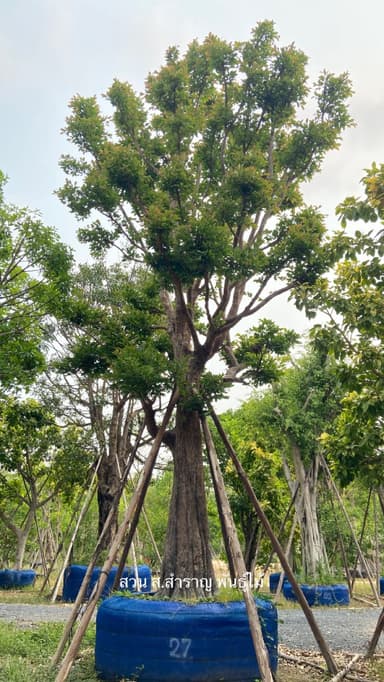 ต้นพูนทรัพย์ ขนาด 27 นิ้ว