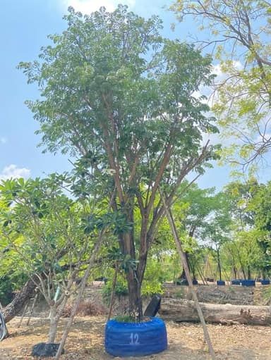 ต้นจามจุรี ขนาด 9“ - 20”