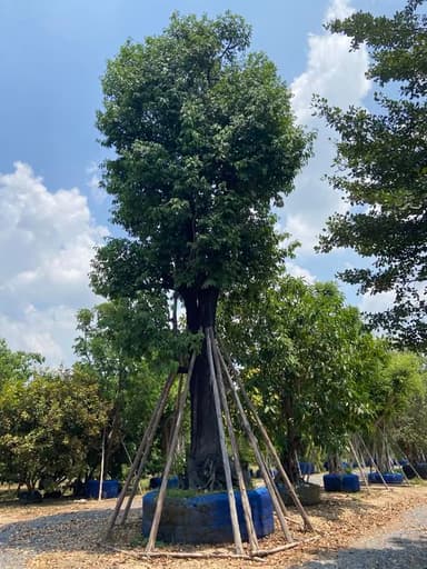 ต้นนางกวัก