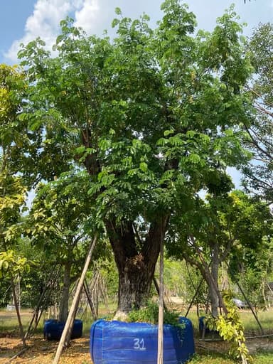 ต้นจามจุรี ขนาด 31 นิ้ว