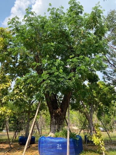 ต้นจามจุรี ขนาด 31 นิ้ว