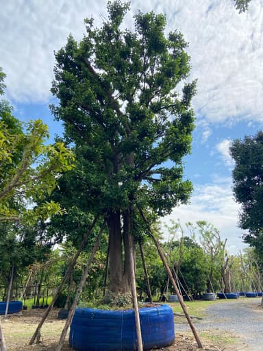 ต้นมั่งมี ขนาด 32 นิ้ว