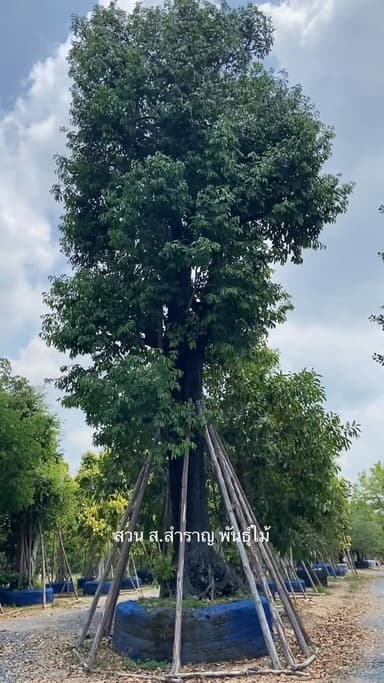 ต้นนางกวัก