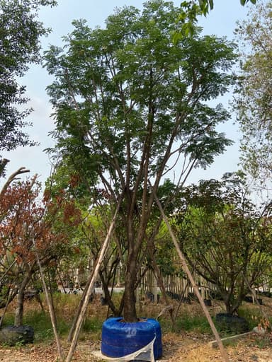 ต้นจามจุรี ขนาด 10 นิ้ว