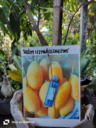 ต้นคาซมสูง 1.80 เมตร