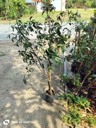 มะปรางหวานสุวรรณบาตรแท้
