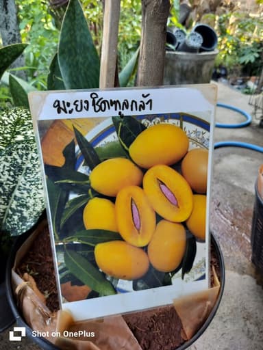 มะยงชิดฑูตลกล้า