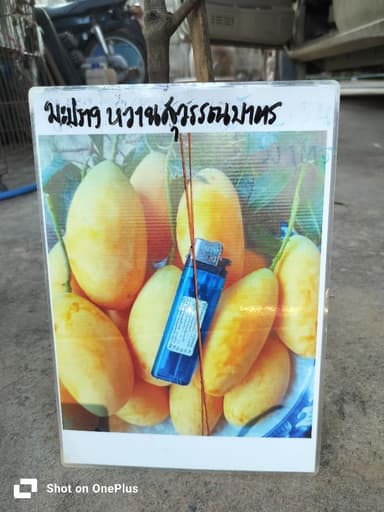 มะปรางหวานสุวรรณบาตร