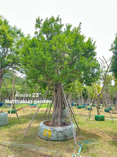 ต้นชะอม ขนาด 23" 🌿