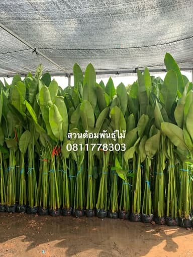 ต้นไม้เฮลีโคเนียและหมากผู้หมากเมีย