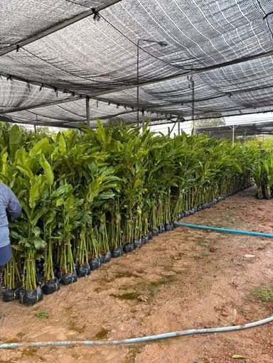 ต้นดาหลา & ต้นลอรีน่า