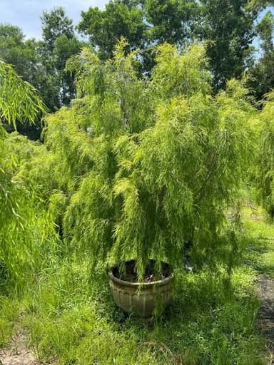 ต้นหลิวออสเตรเลีย 🌿