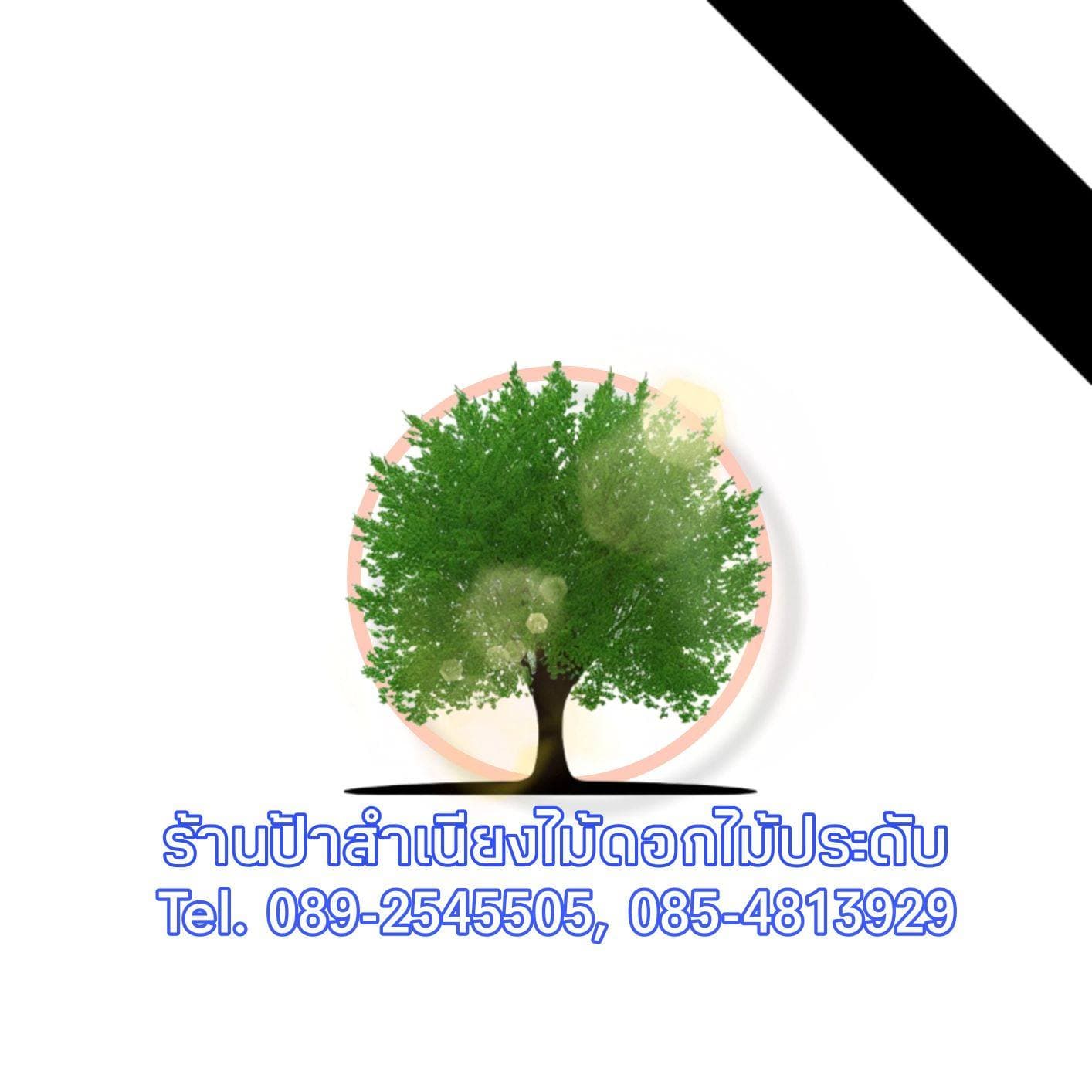 ป้าสำเนียงไม้ดอกไม้ประดับ 