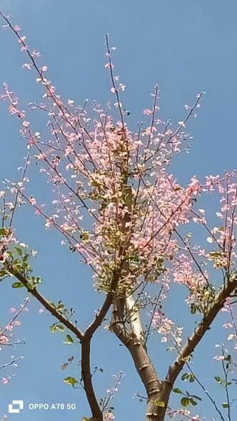 ต้นมะขามเทศด่าง