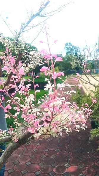 ต้นมะขามเทศด่าง 🍁