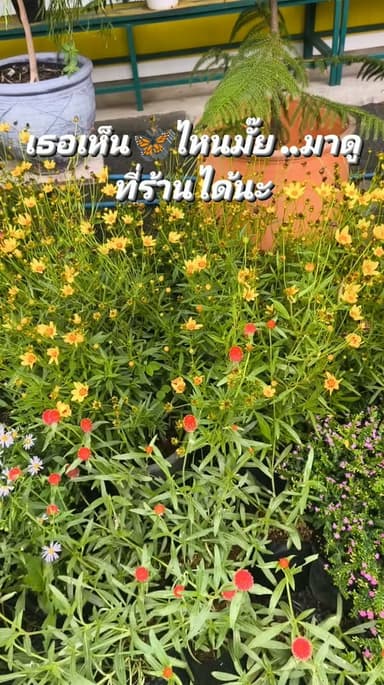 ผีเสื้อสีสันสดใส