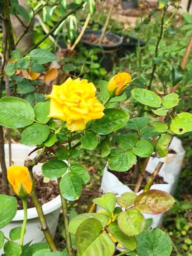 กุหลาบสวยงาม