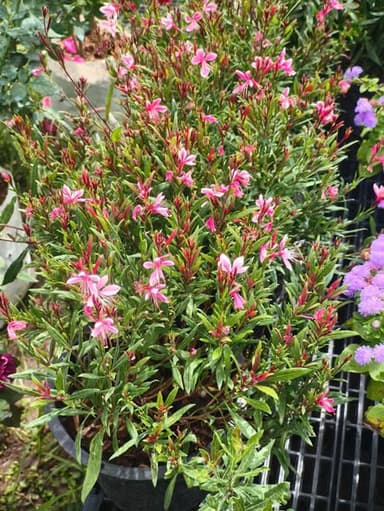 ดาห์ลเบิร์กเดซี่ - ต้นไม้ดอกน่ารัก