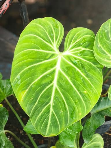 Philodendron Gloriosum