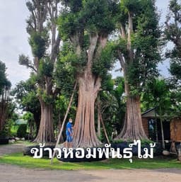 ข้าวหอมพันธุ์ไม้  logo