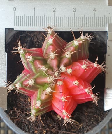 ยิมโนด่าง