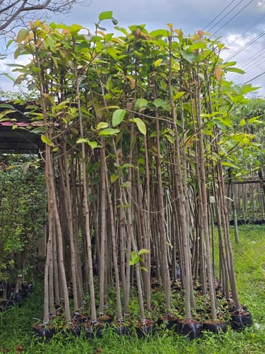 ต้นยางนา ขนาด 1" ถึง 2"