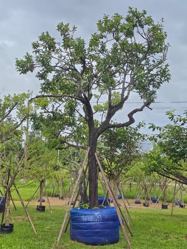นางกวัก 13 นิ้ว สูง 6 เมตร 🌳✨