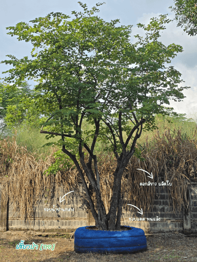 เสี้ยวป่า (ชงโค)