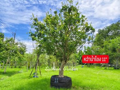 ต้นหว้าน้ำโขง ฟอร์มสวย
