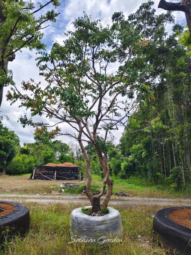 เสม็ดแดง (ลำต้นคู่) 4,6 นิ้ว