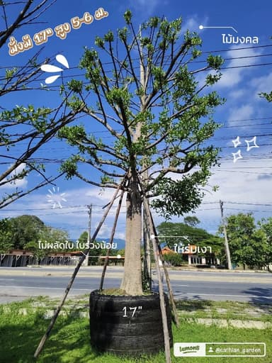 มั่งมี 17 ไม้ขุดล้อม