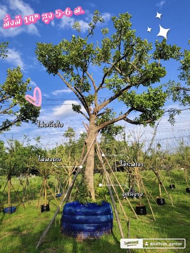 มั่งมี 14