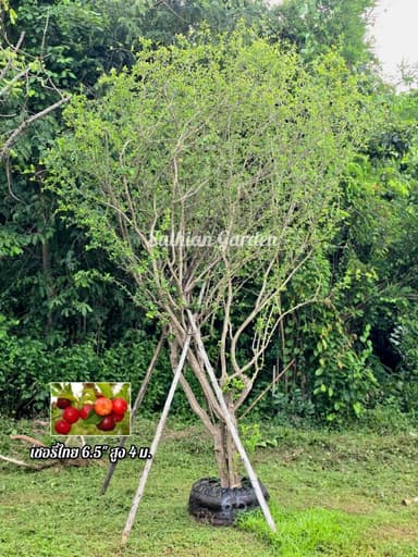 เชอรี่ไทย ลำต้น 6.5 นิ้ว สูง 4 เมตร