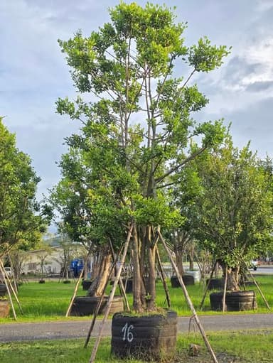 ต้นมั่งมี (ทรงกอ) ไม้มงคล