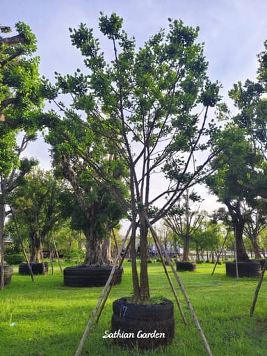 ต้นมั่งมี 17” (ทรงกอ) สูง 5-6 เมตร