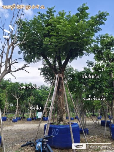 จามจุรี (ก้ามปู) 20" สูง 7 ม.
