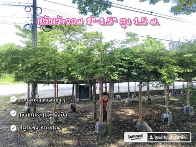 แก้วเจ้าจอม