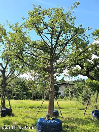 ต้นมั่งมี มงคล